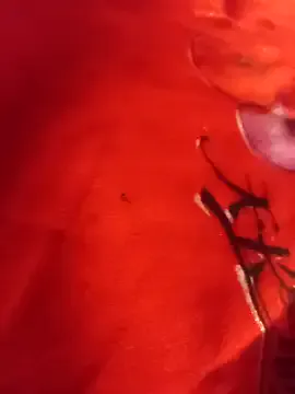 SL_Uma — Freechat on StripChat